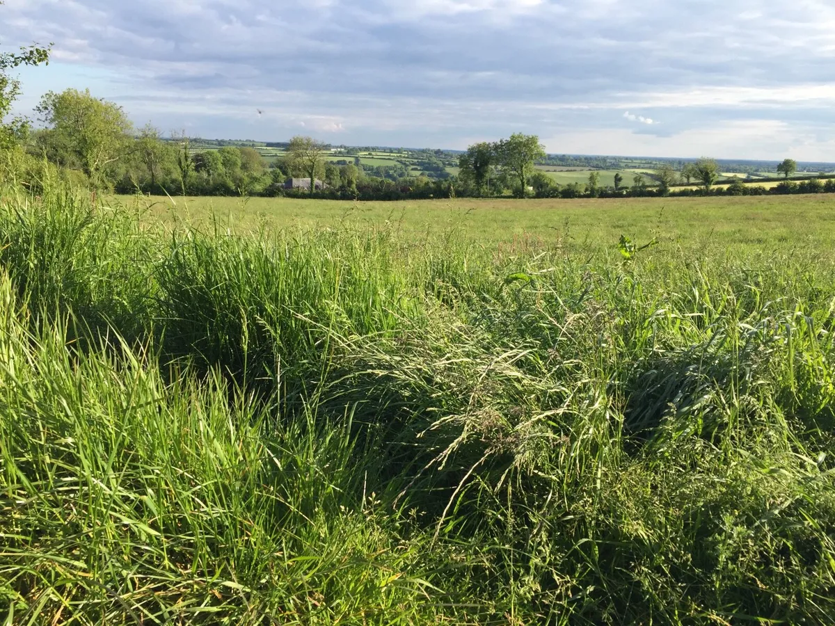 Grass Meadow ready to cut - Image 2