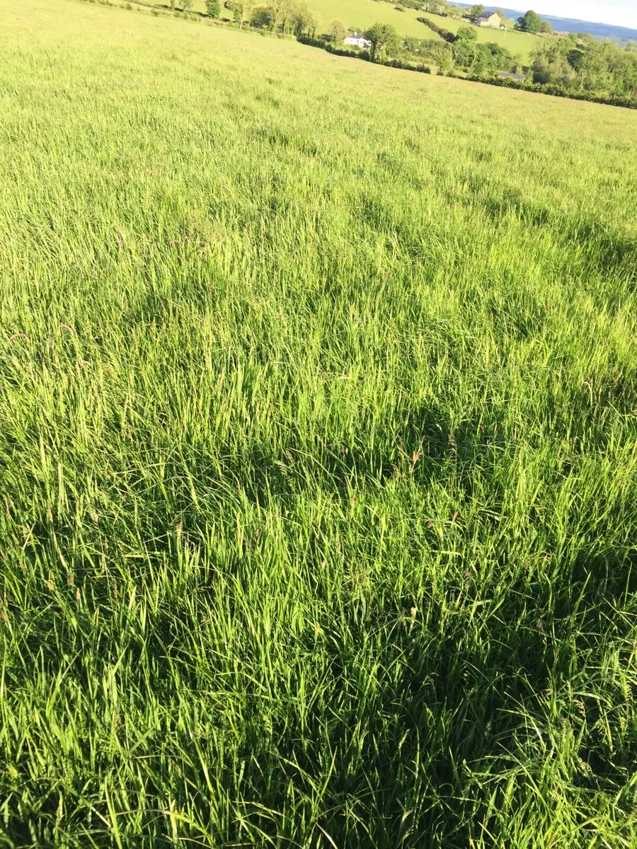 Grass Meadow ready to cut - Image 3