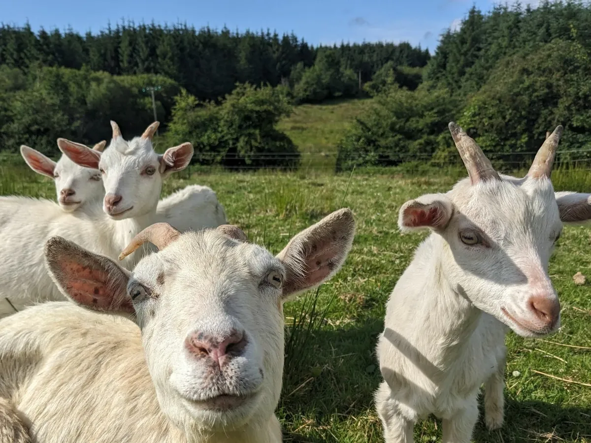 Saanen goats - Image 1