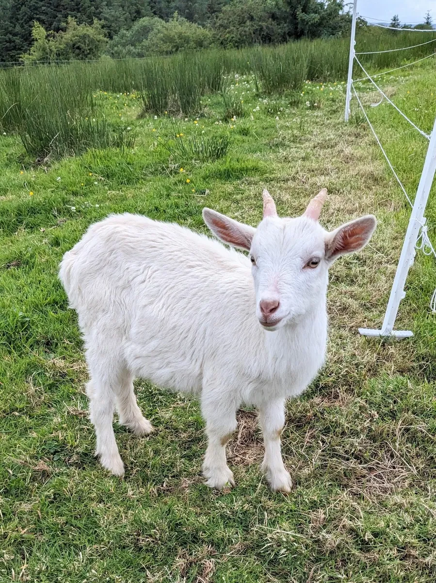 Saanen goats - Image 2