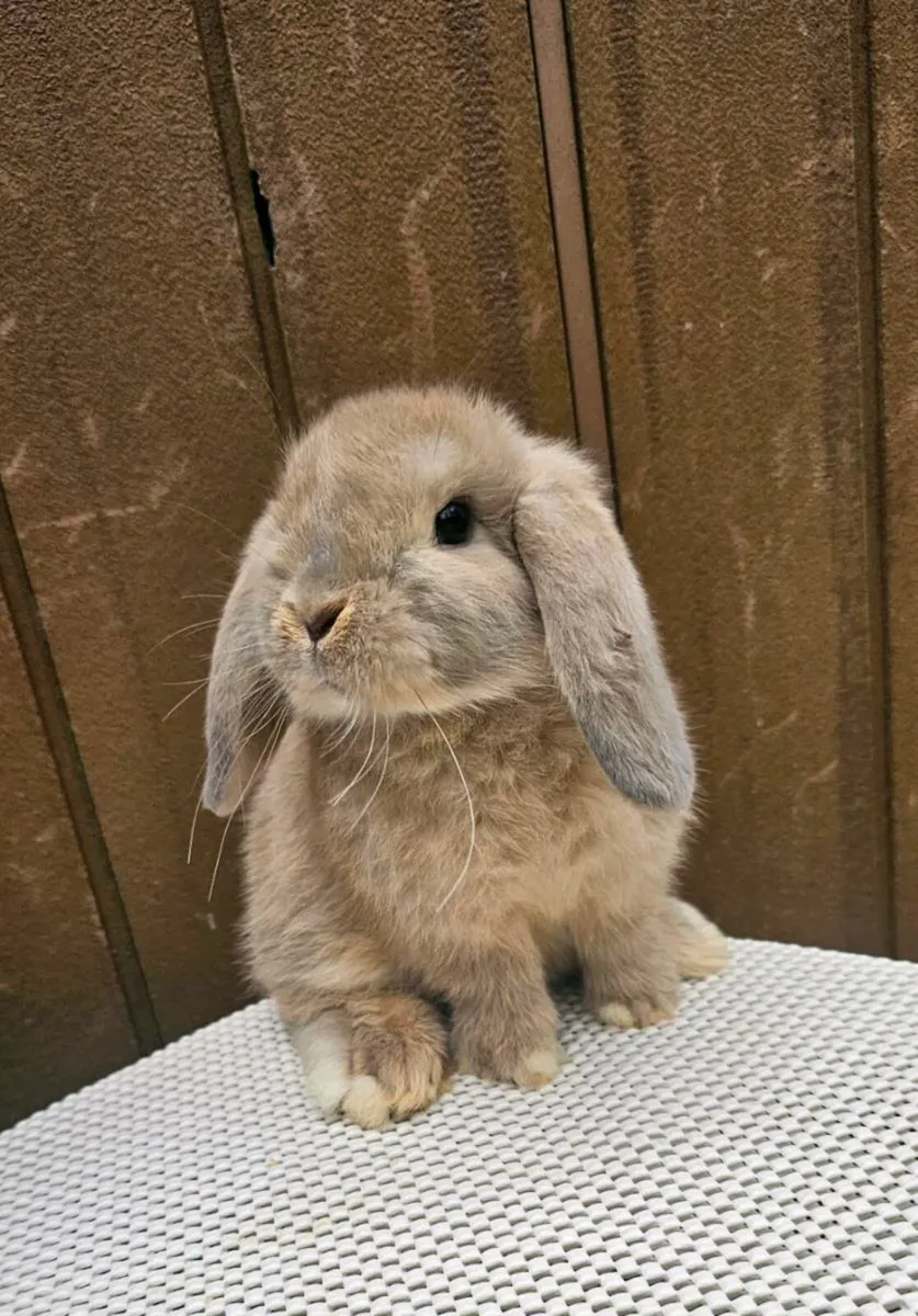 Mini lop baby bunny