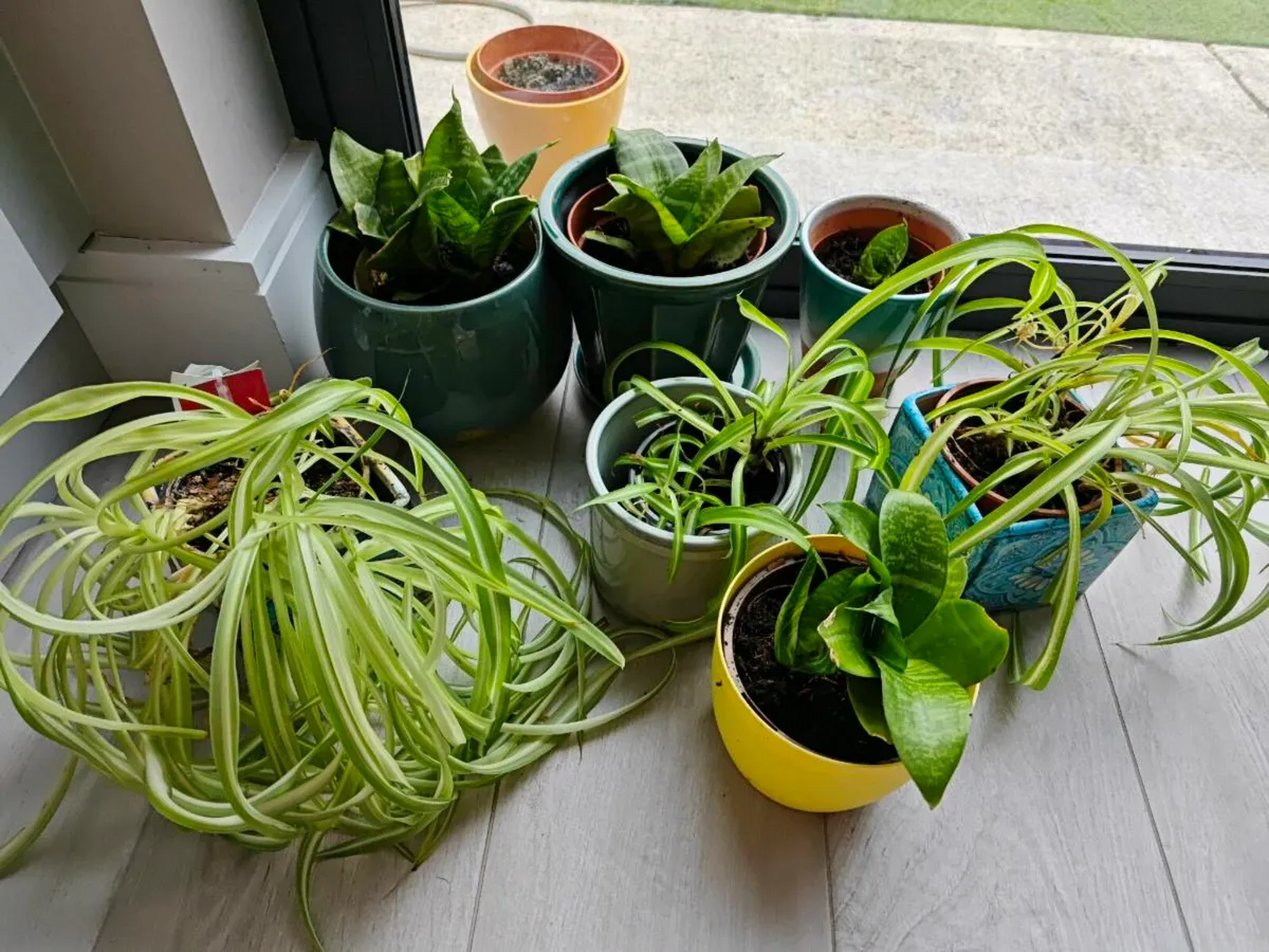 Plants - spider and snake plants