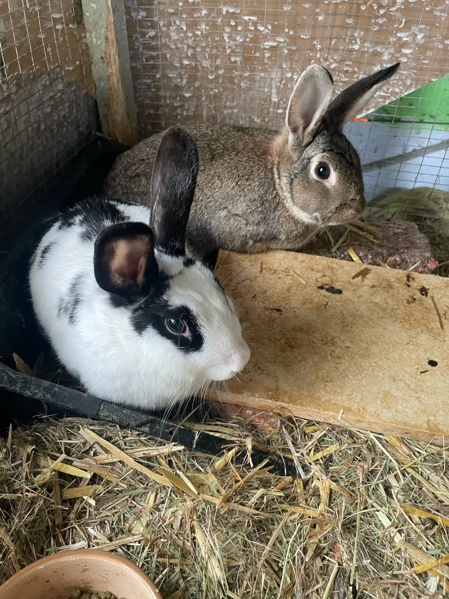 Two sweet Rabbits and two hutches for Sale - Image 1