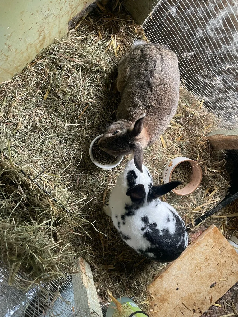 Two sweet Rabbits and two hutches for Sale - Image 2
