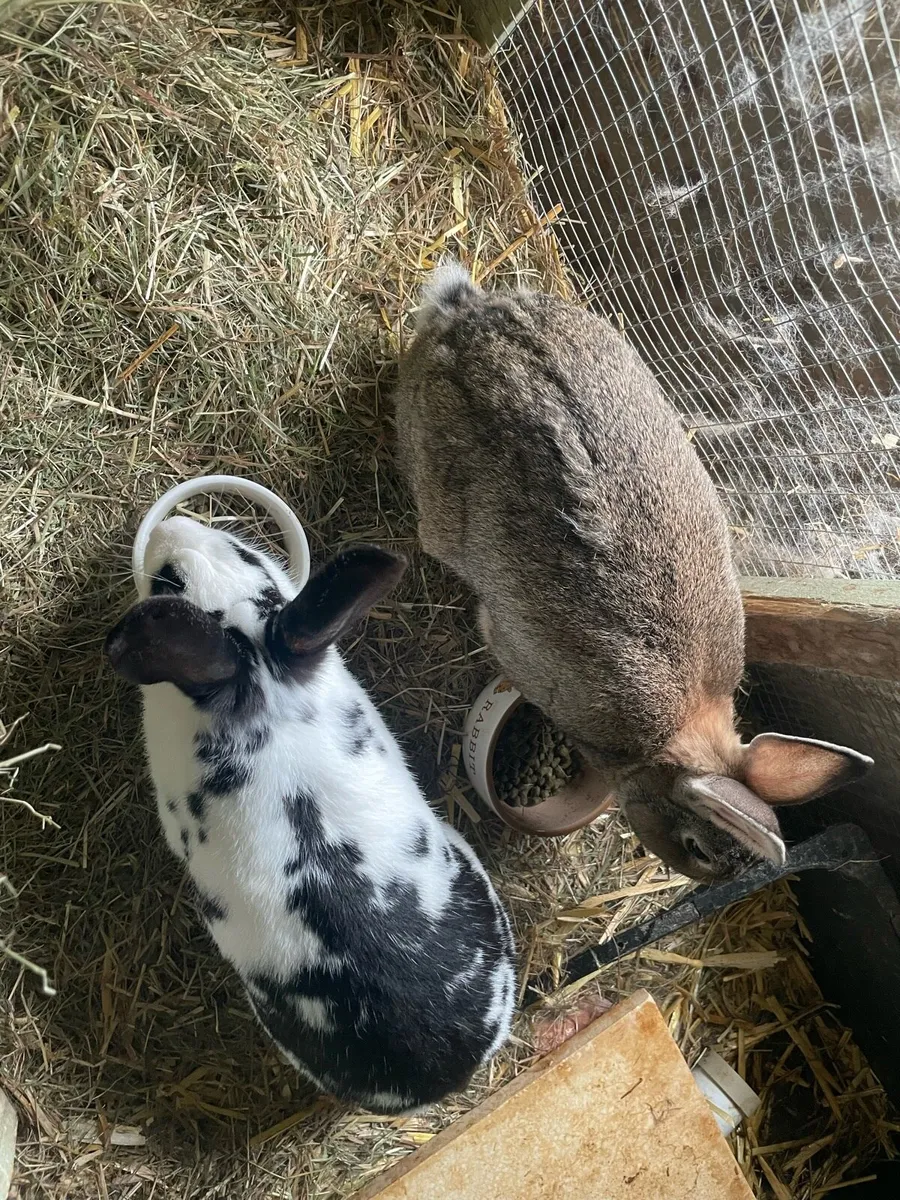 Two sweet Rabbits and two hutches for Sale - Image 3