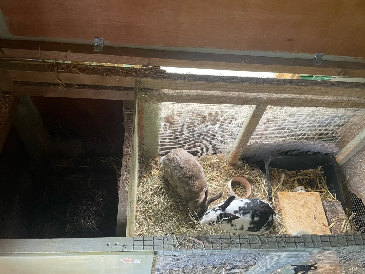 Two sweet Rabbits and two hutches for Sale - Image 4
