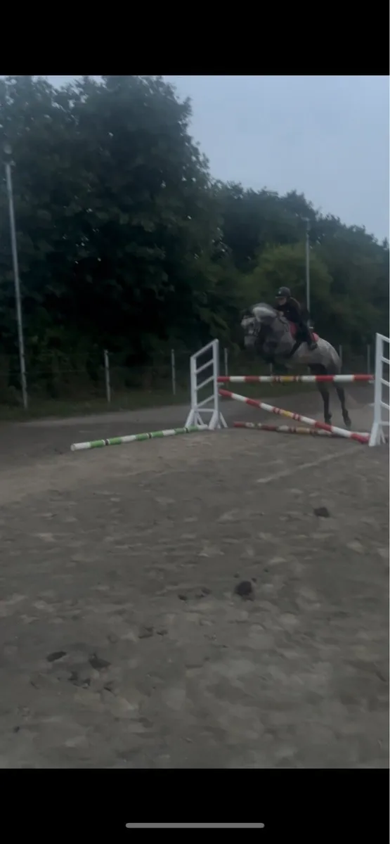 Horse - Image 1