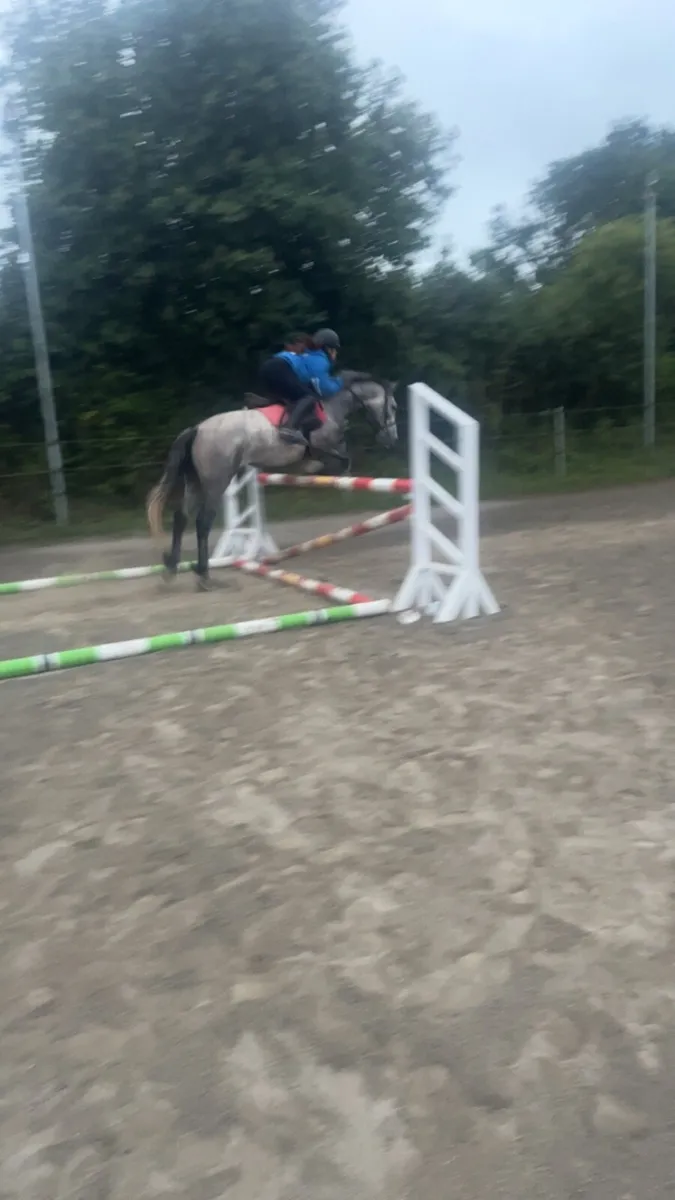 Horse - Image 2