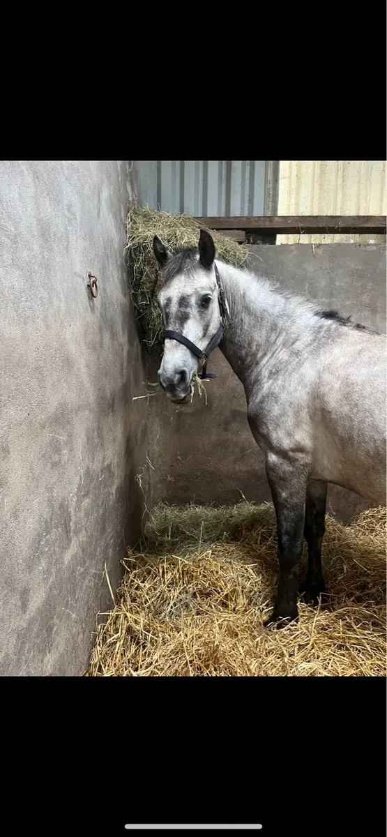 Horse - Image 4