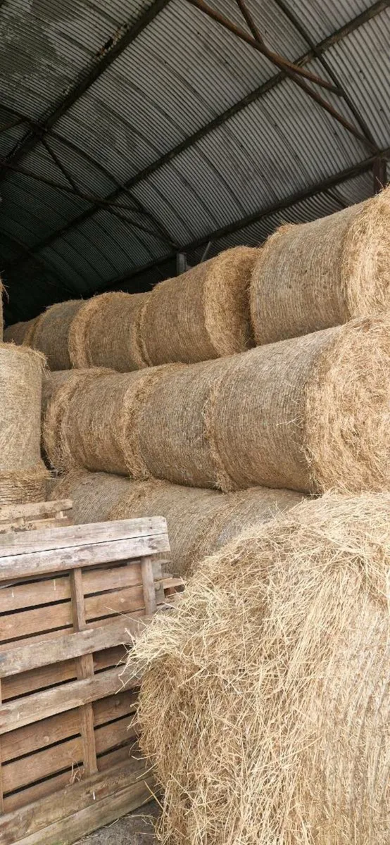 Hay - Image 1