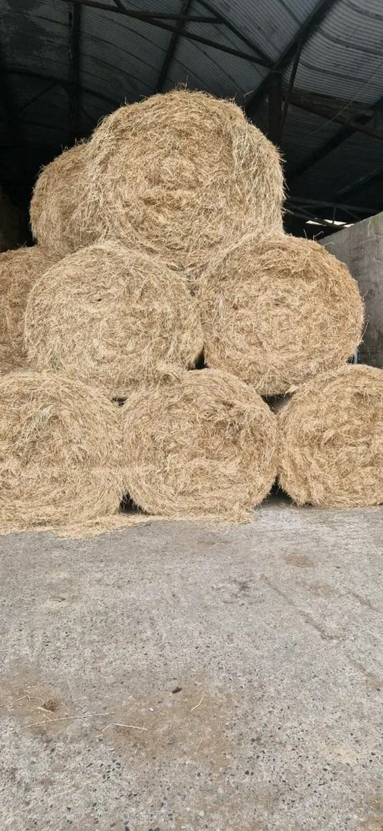Hay - Image 2