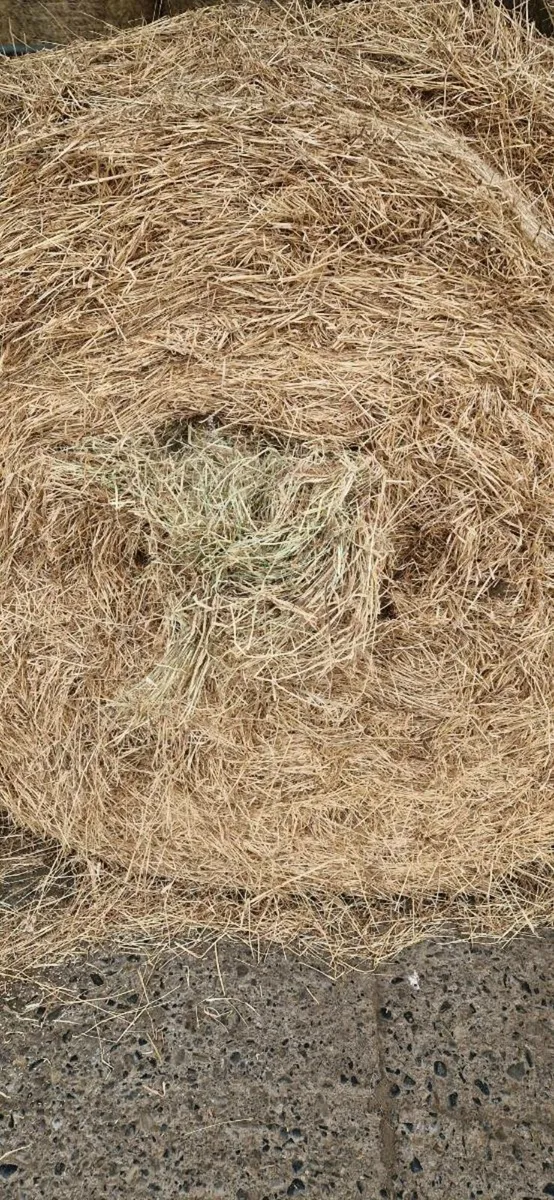 Hay - Image 3