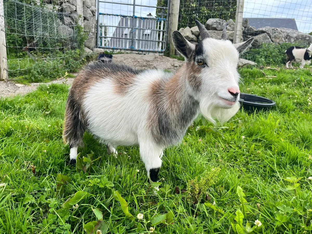 TINY PYGMY GOAT FOR SALE💖❤️ - Image 1