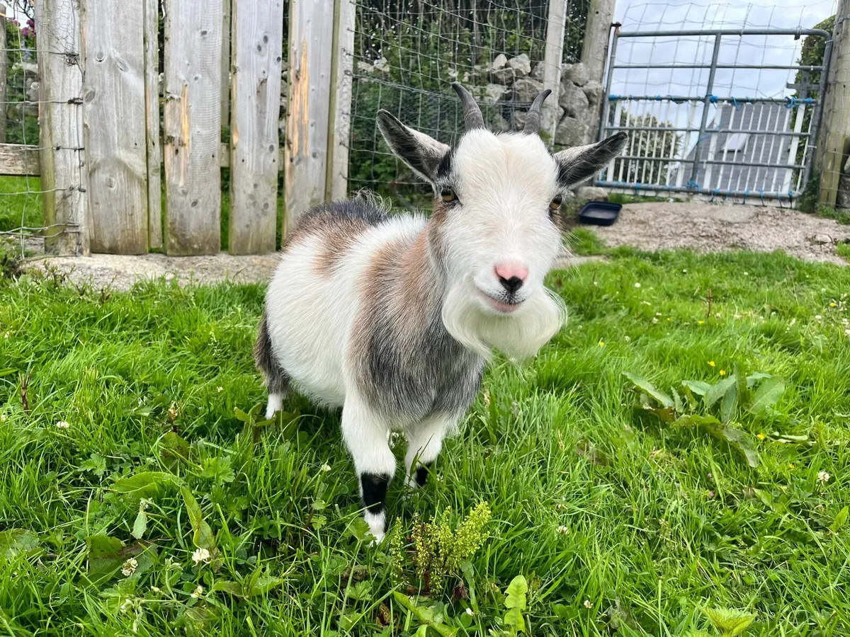 TINY PYGMY GOAT FOR SALE💖❤️ - Image 2