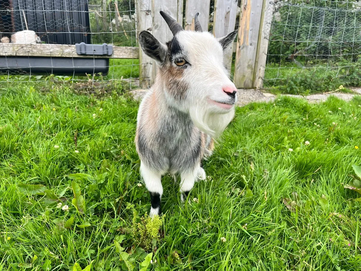 TINY PYGMY GOAT FOR SALE💖❤️ - Image 3