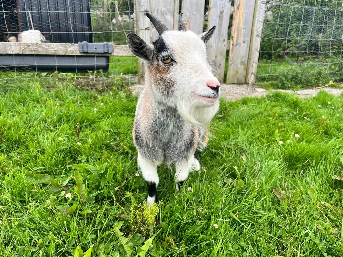 TINY PYGMY GOAT FOR SALE💖❤️ - Image 4