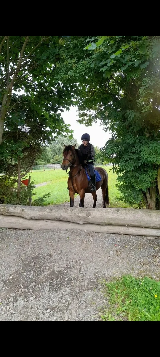 Connemara pony - Image 1