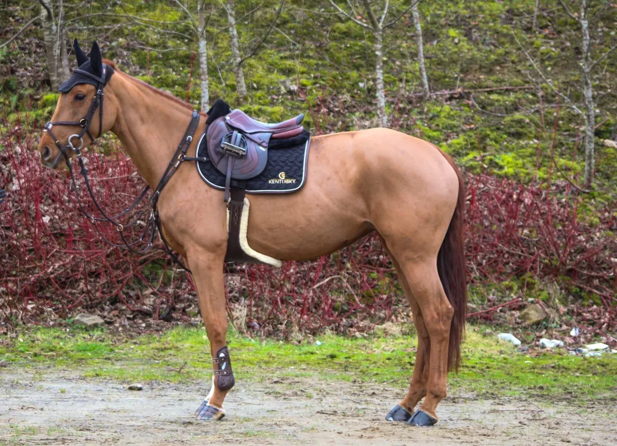 5yr old beach ball mare - Image 1