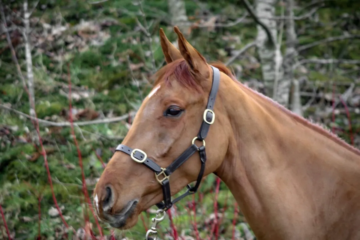 5yr old beach ball mare - Image 2