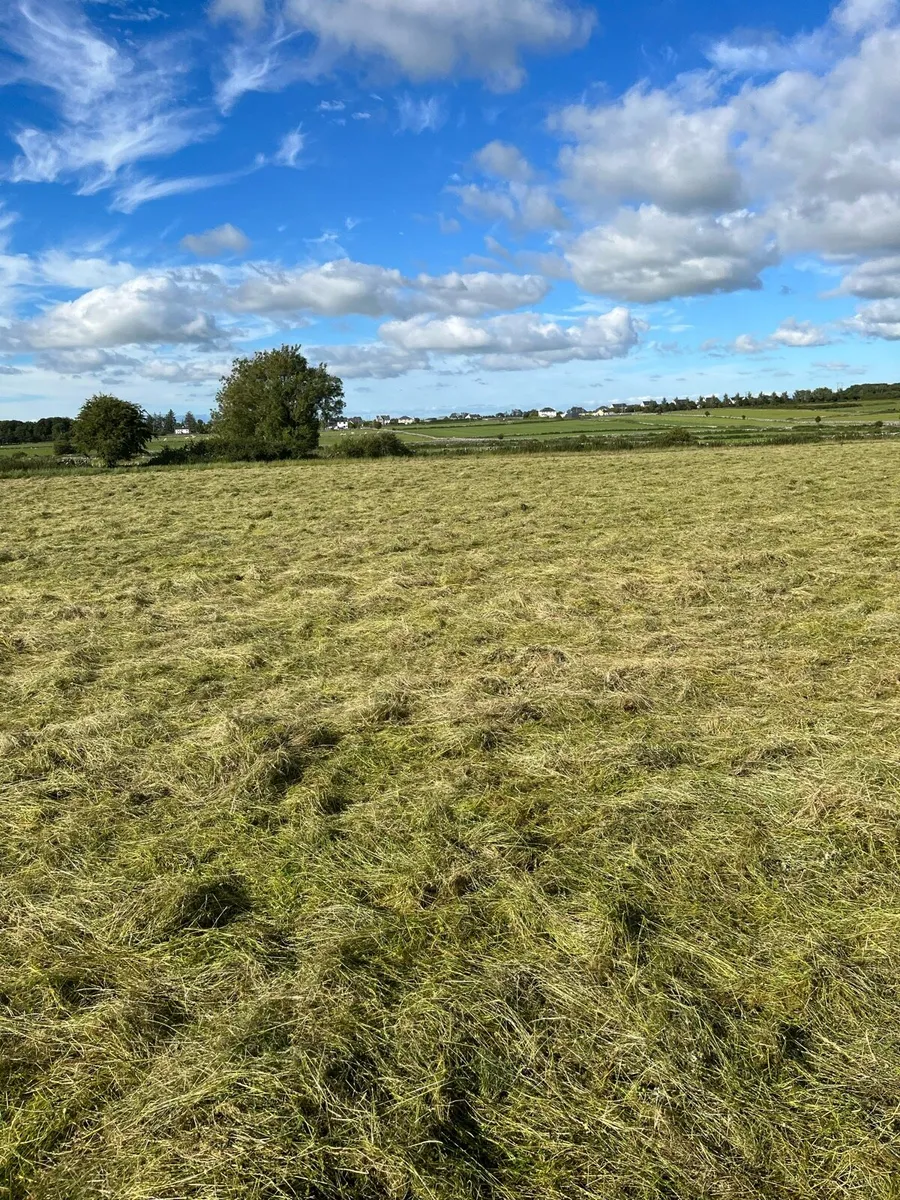 Hay - Image 3