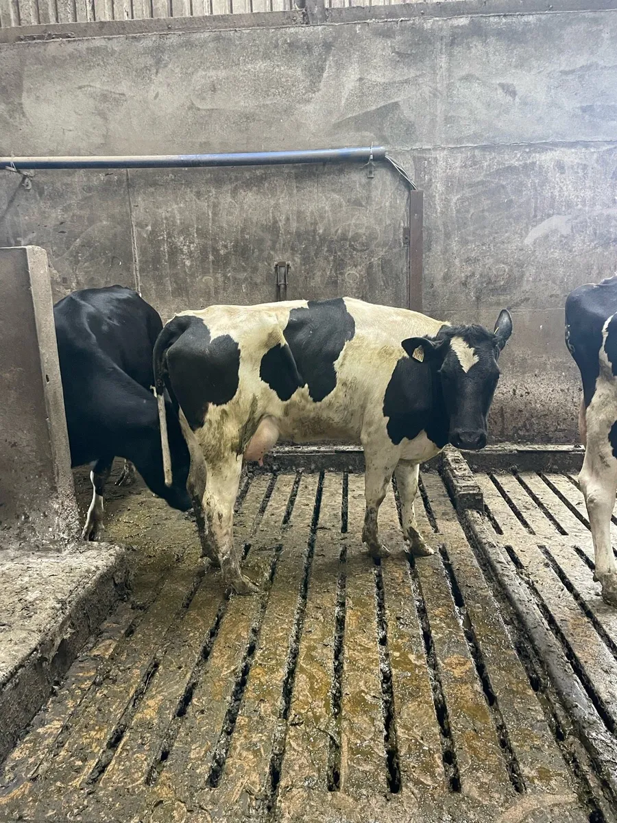 Heifer to suck calves - Image 1