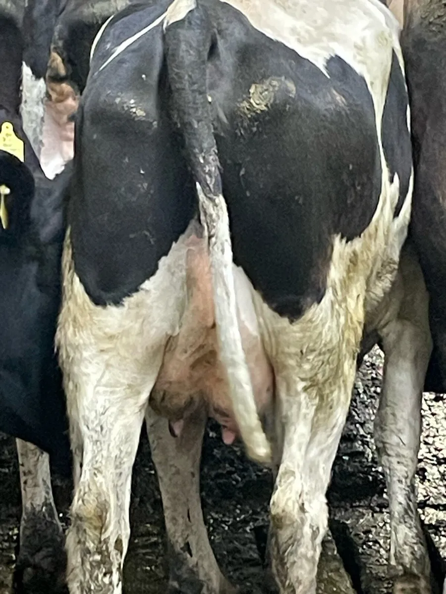 Heifer to suck calves - Image 2