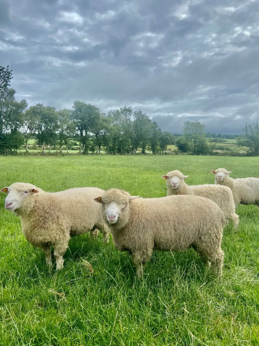 Pedigree Poll Dorset Ram Lambs