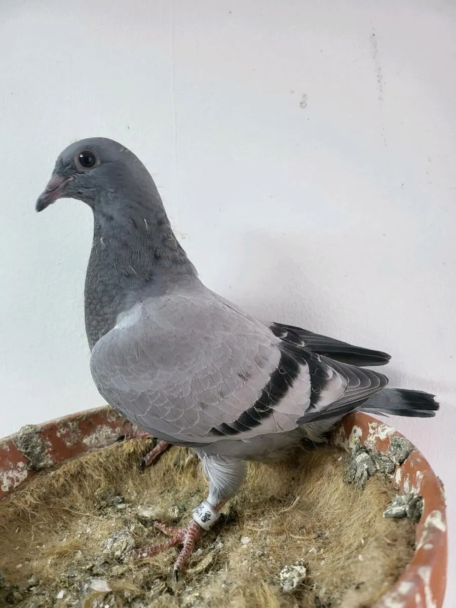 Racing pigeons - Image 4
