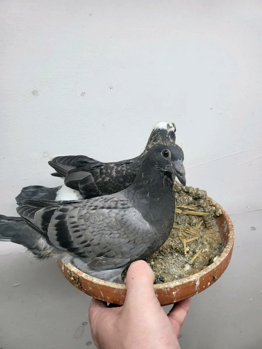 Racing pigeons - Image 2