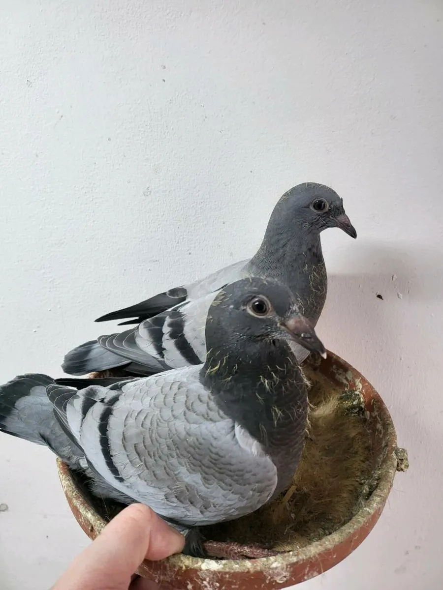 Racing pigeons - Image 1
