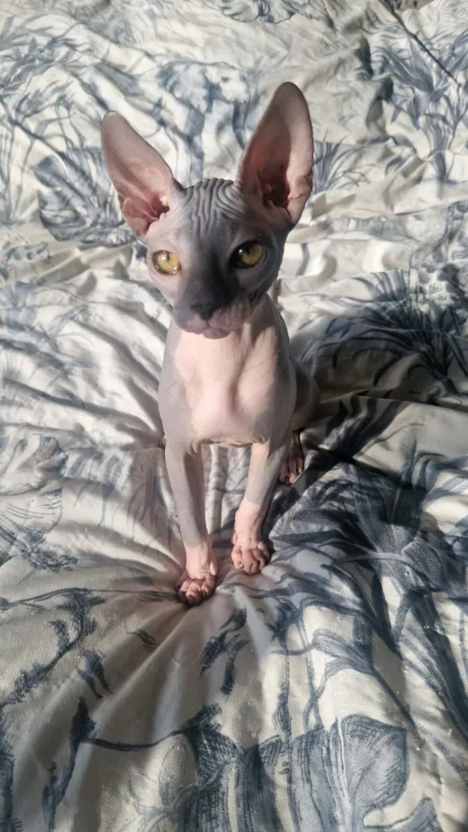 Lilac male sphynx kitten - Image 1
