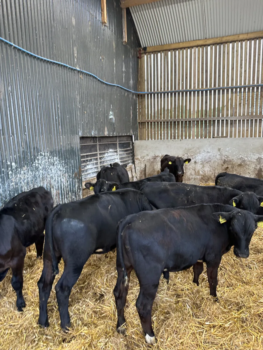 Angus bull - Image 1