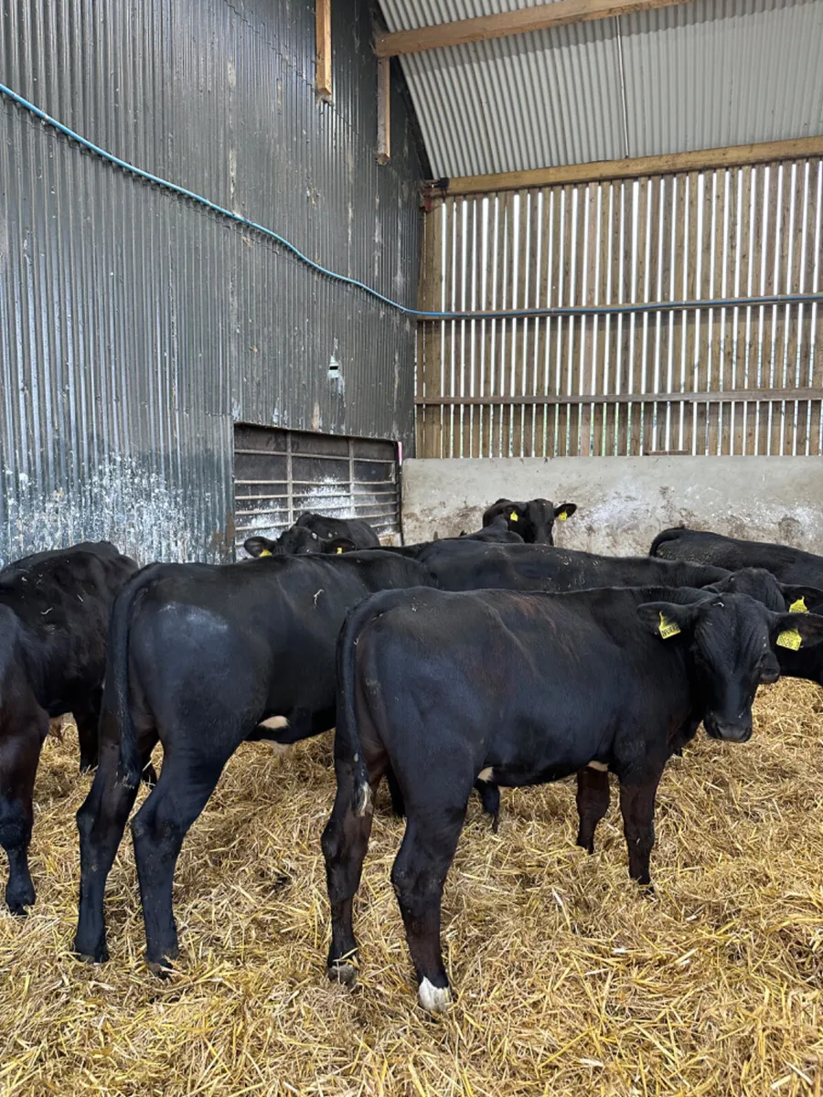 Angus bull - Image 3