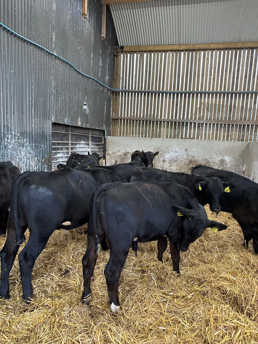 Angus bull - Image 4