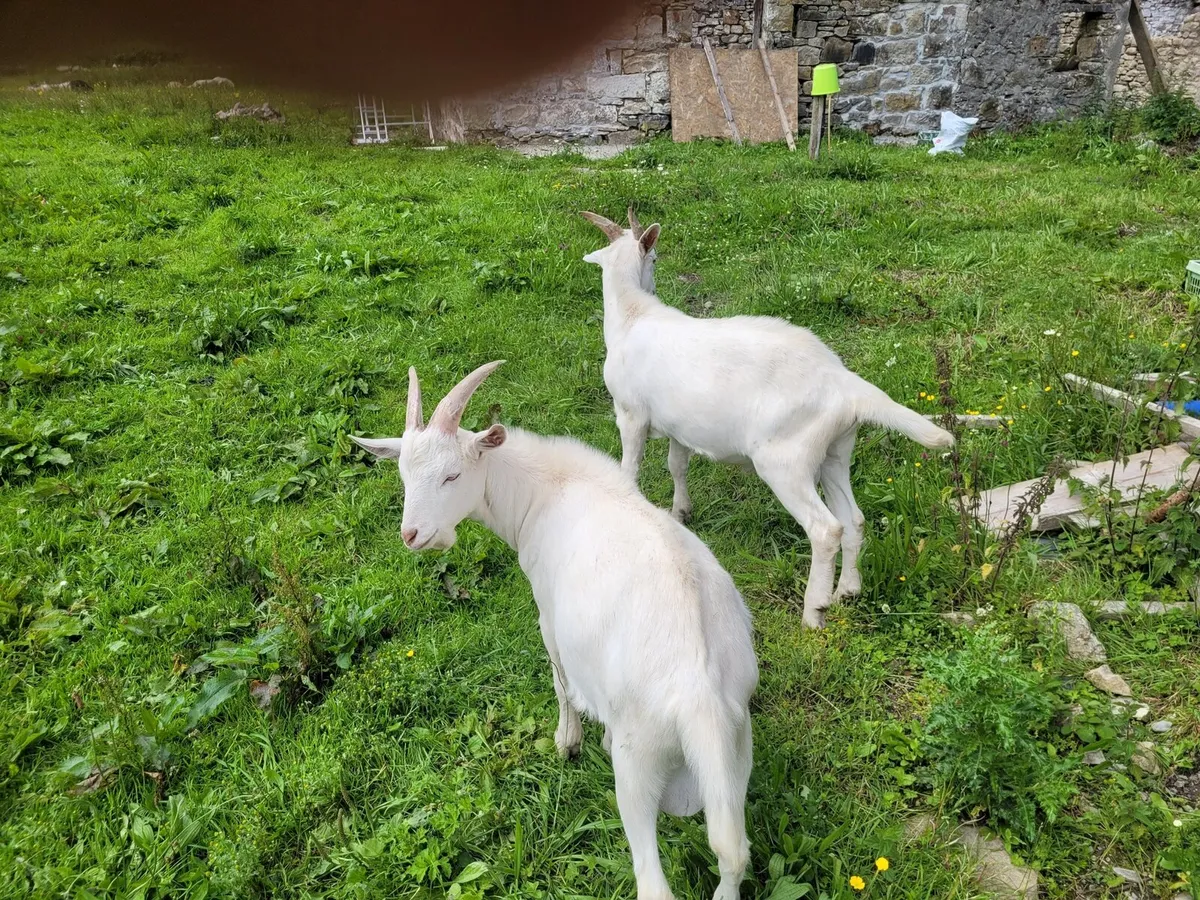 Pure bred saanen goats - Image 1