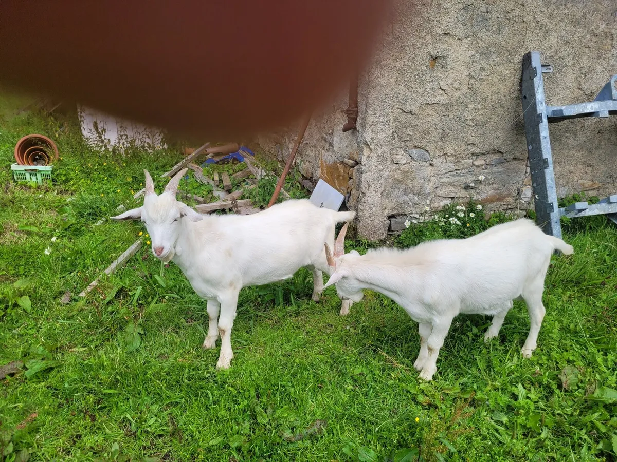Pure bred saanen goats - Image 2