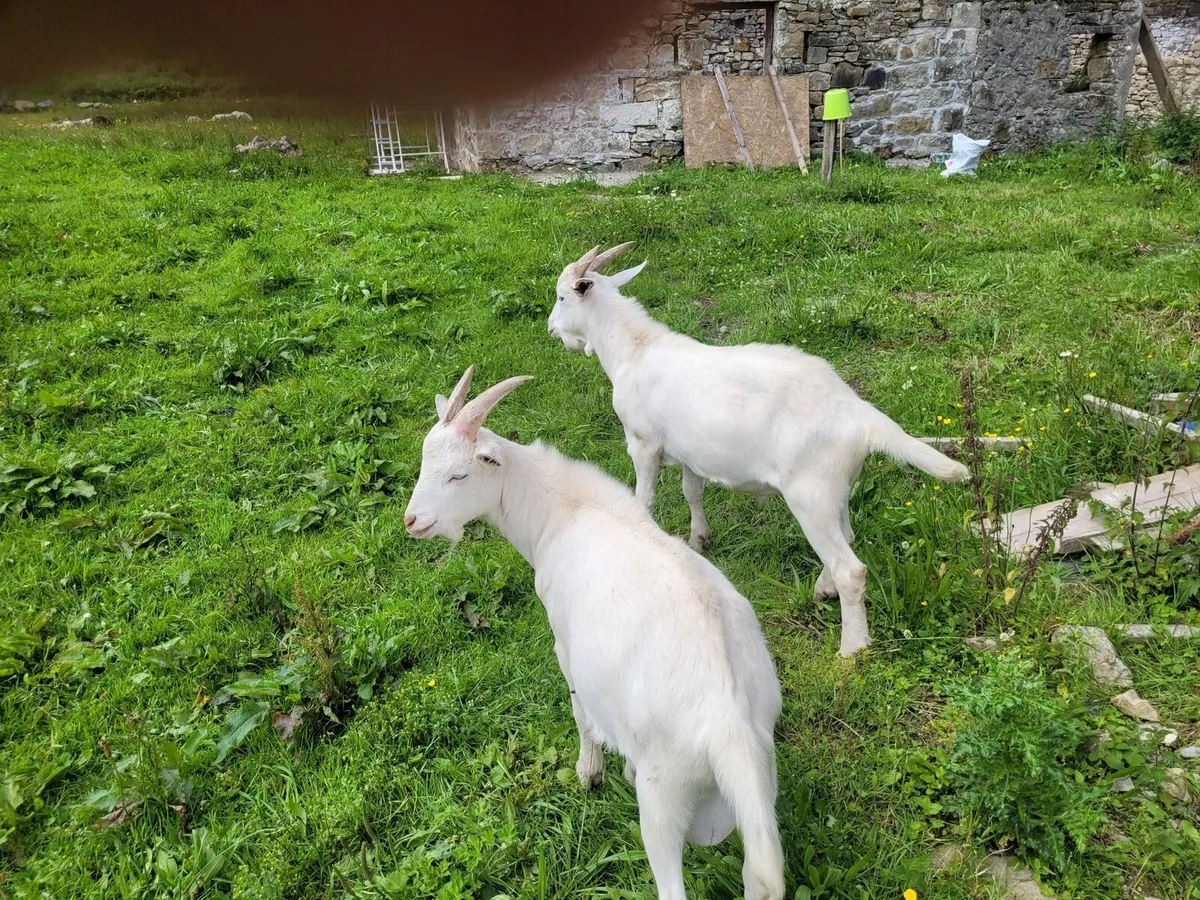 Pure bred saanen goats - Image 3