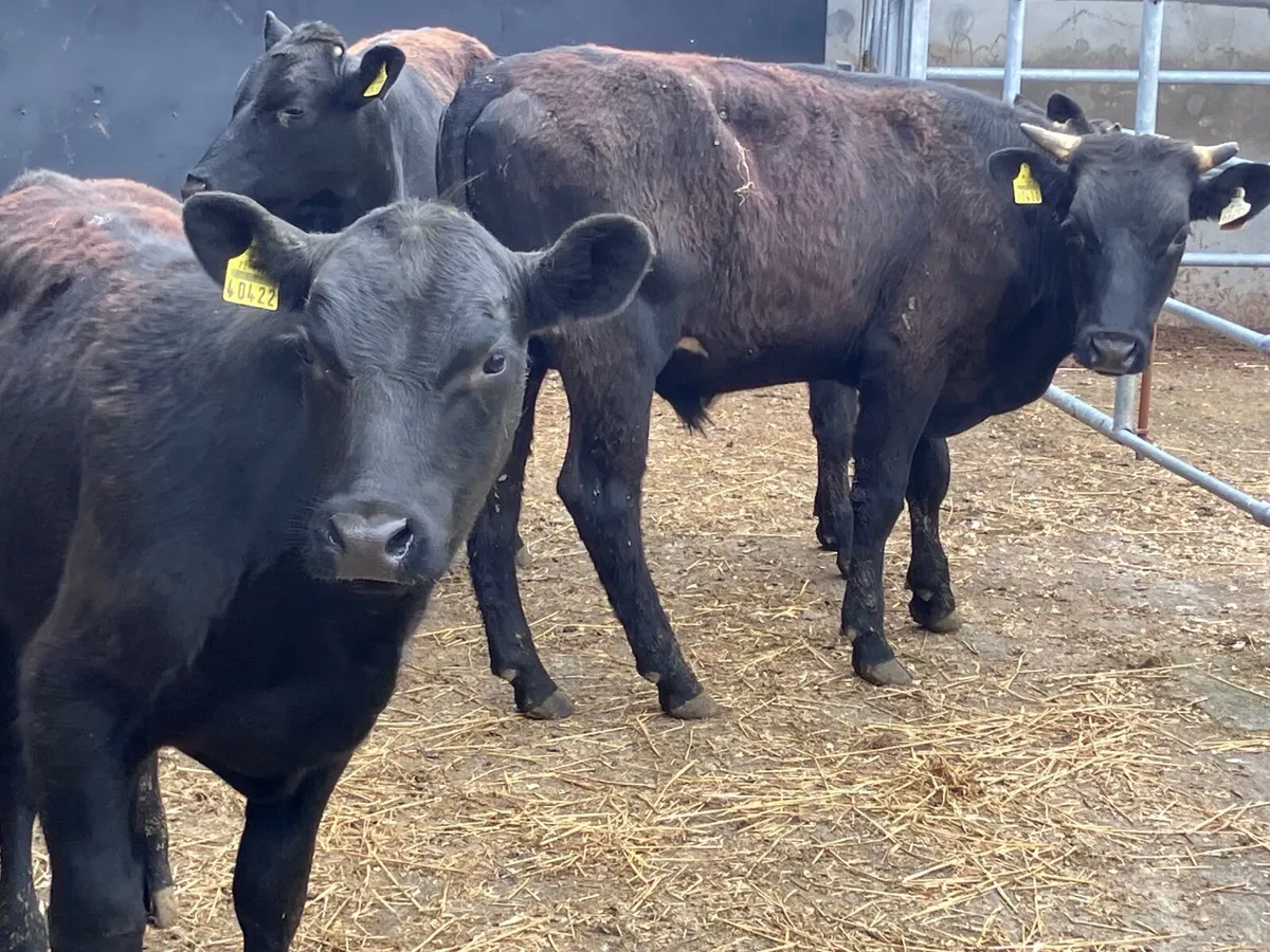 4 fully organic Angus & shorthorn bullocks for sal - Image 2