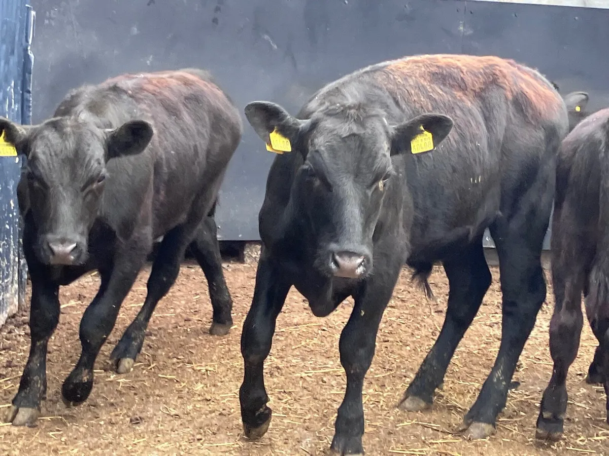 4 fully organic Angus & shorthorn bullocks for sal - Image 3