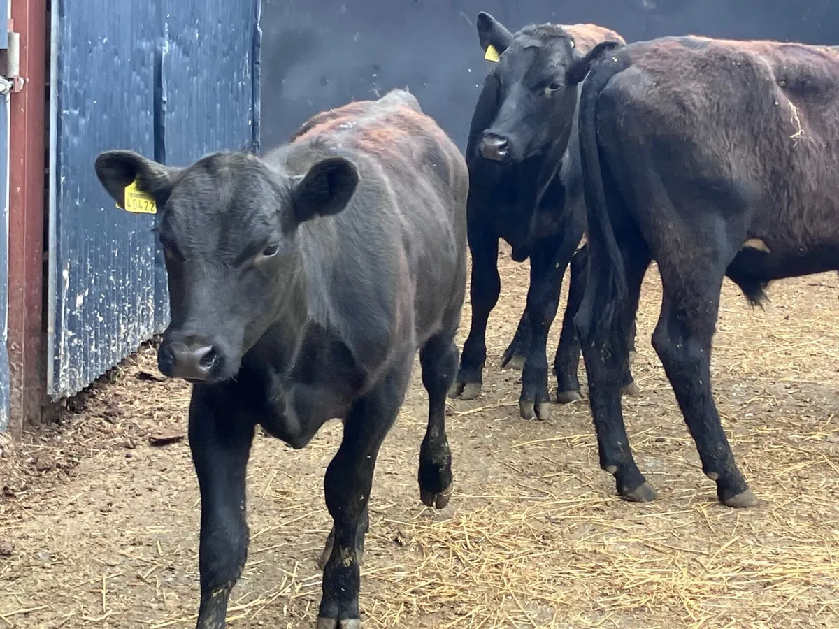 4 fully organic Angus & shorthorn bullocks for sal - Image 4