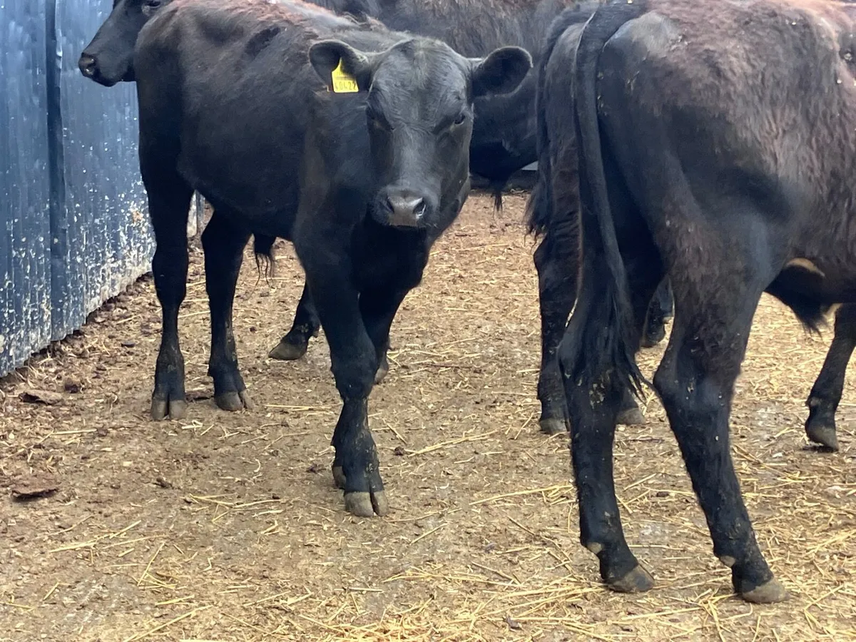 4 fully organic Angus & shorthorn bullocks for sal - Image 1