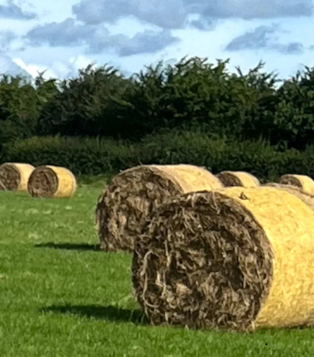 Hay