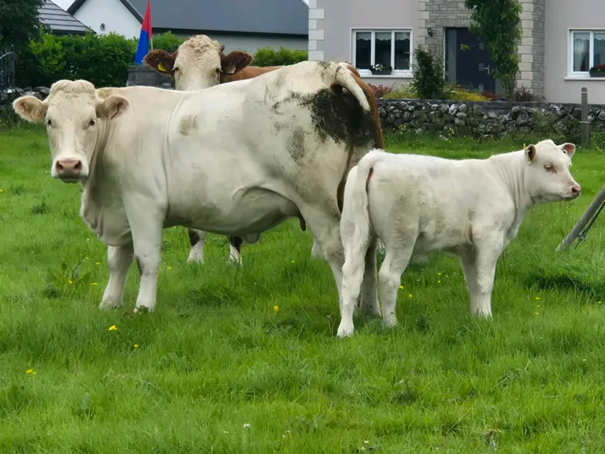 Springer & Heifer Calf - Image 1