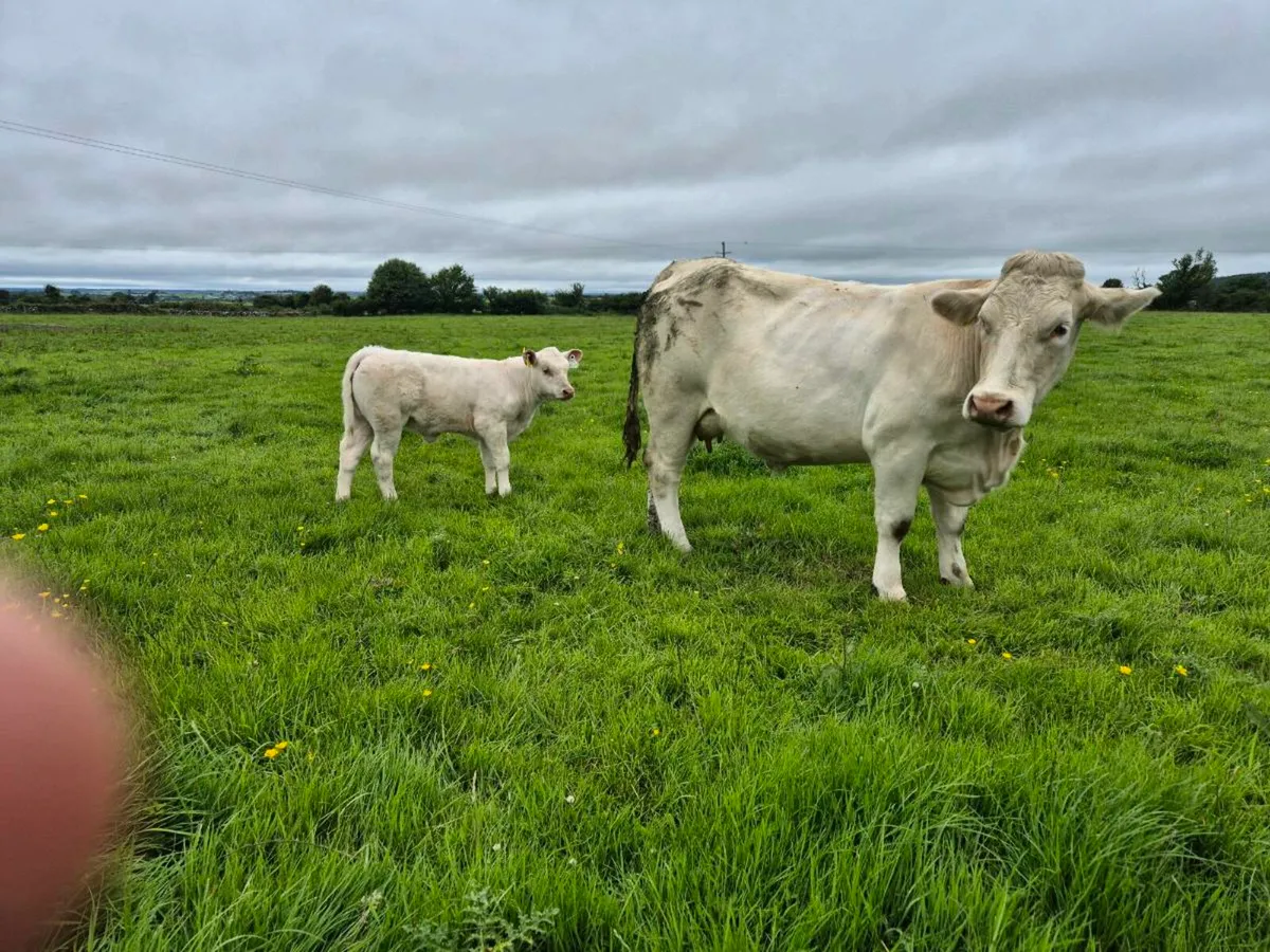 Springer & Heifer Calf - Image 2