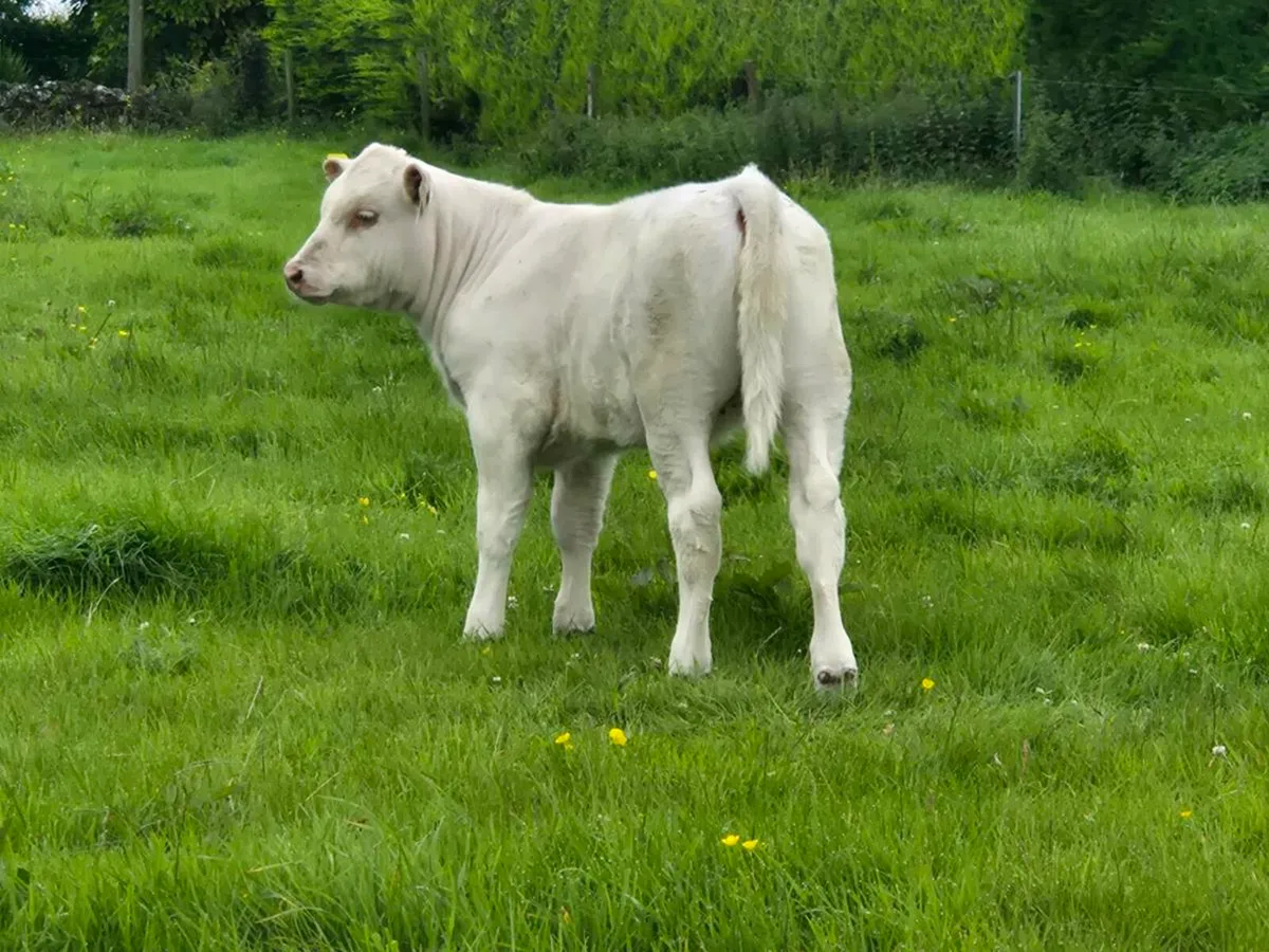 Springer & Heifer Calf - Image 3
