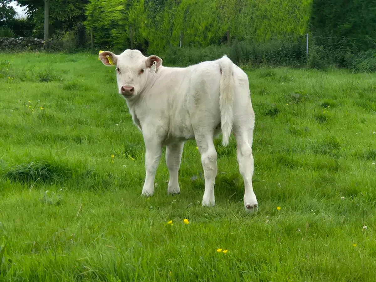 Springer & Heifer Calf - Image 4