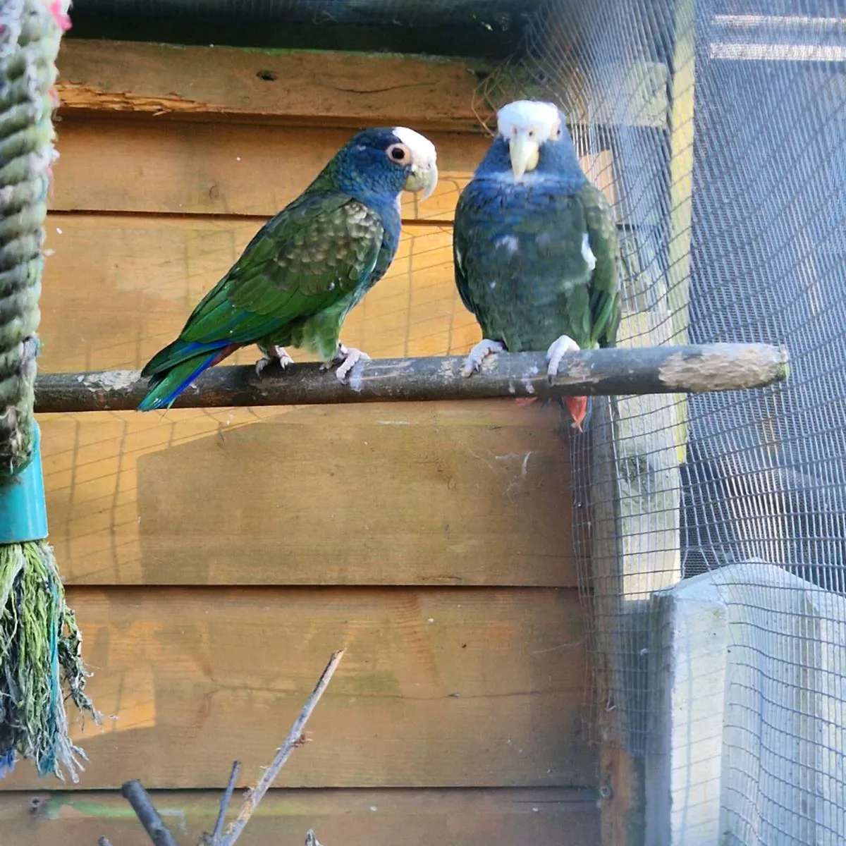 pair poinus parrot - Image 1