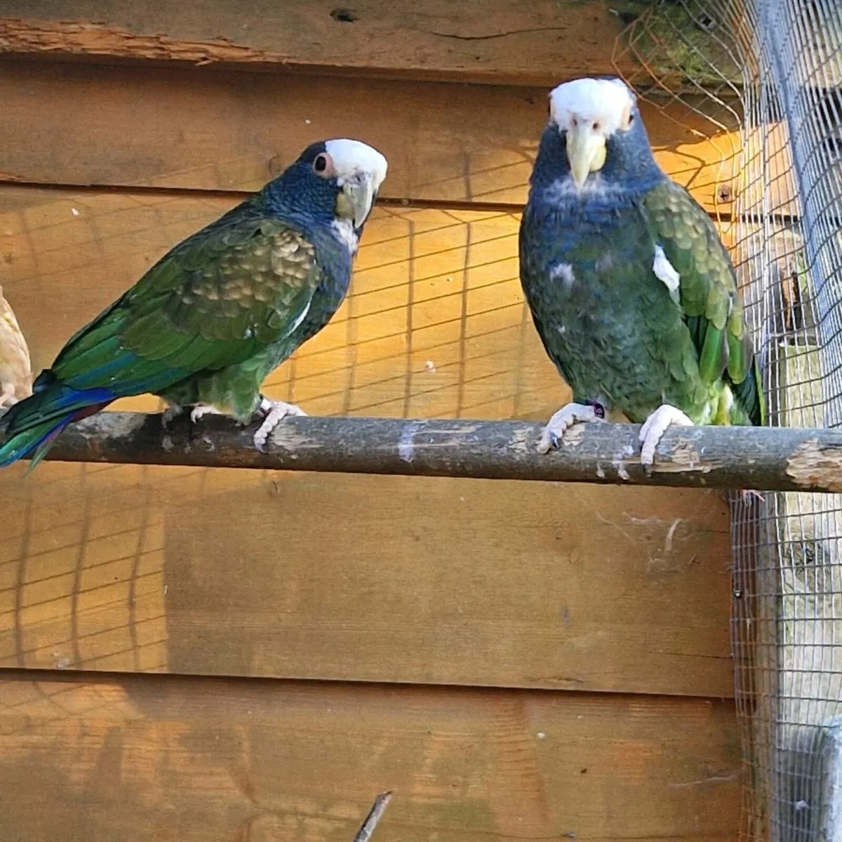 pair poinus parrot - Image 2