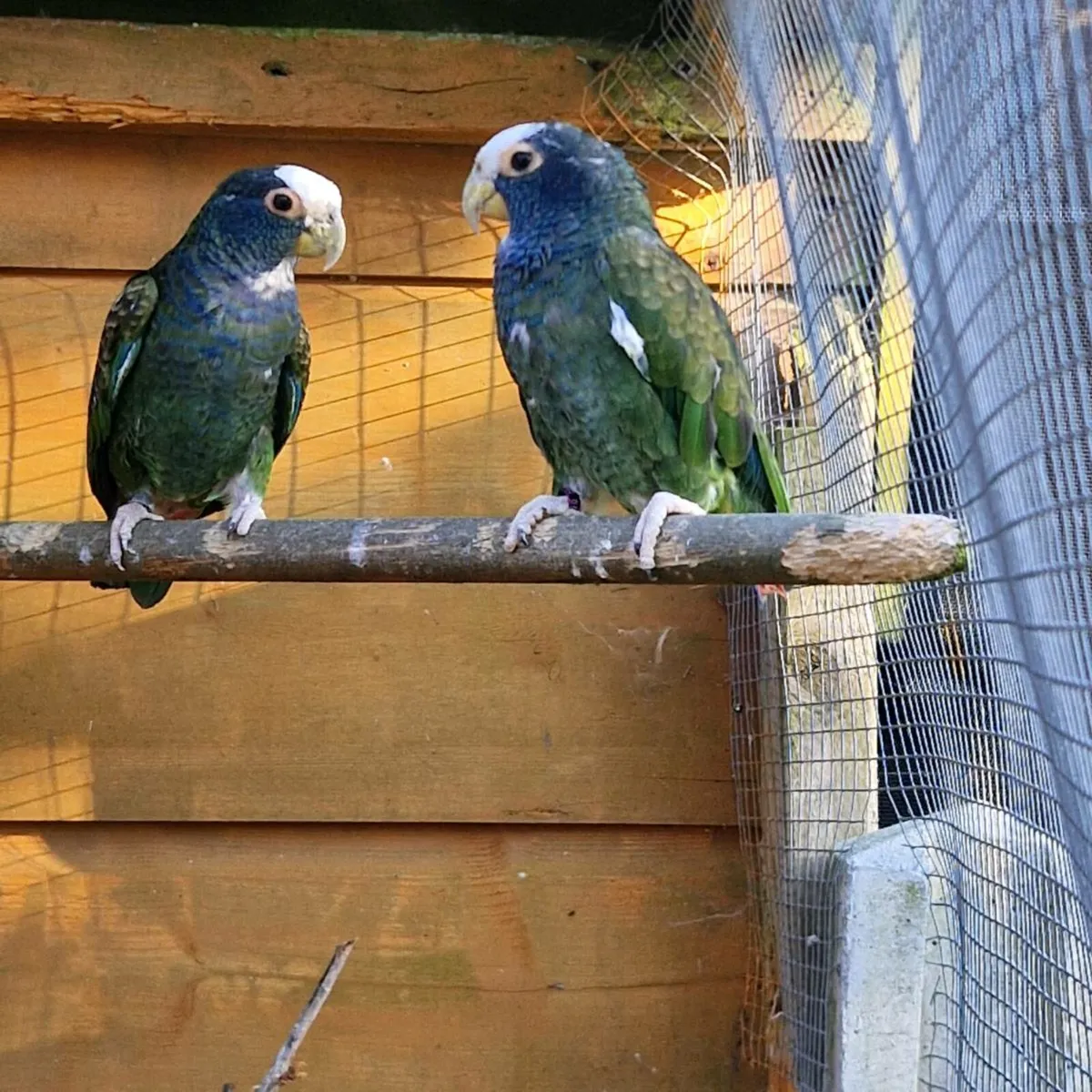 pair poinus parrot - Image 3