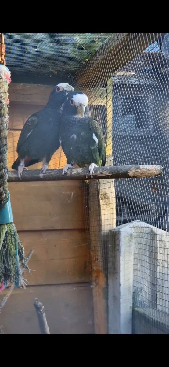 pair poinus parrot - Image 4